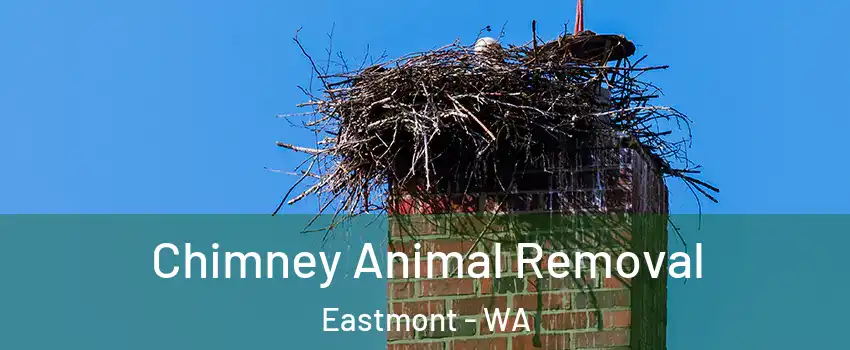  Chimney Animal Removal Eastmont - WA