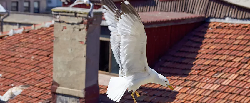 Residential Chimney Animal Removal Solution in Eastmont, WA
